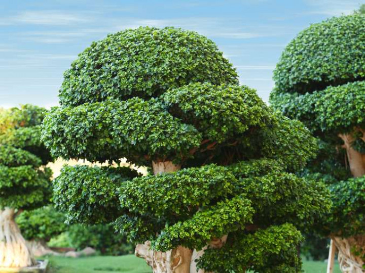 True Blue Tree Service LLC - Klamath Falls, Oregon - Ornamental Tree Trimming